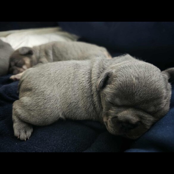 French Bulldog