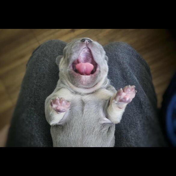 French Bulldog