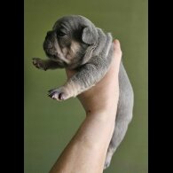 French Bulldog