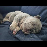 French Bulldog