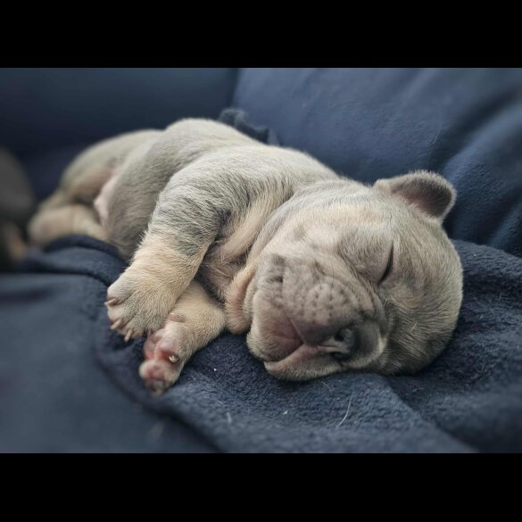 French Bulldog