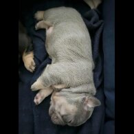 French Bulldog