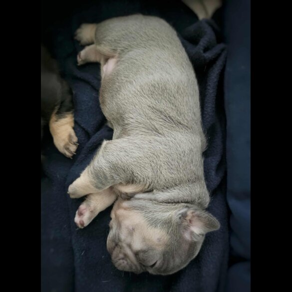 French Bulldog