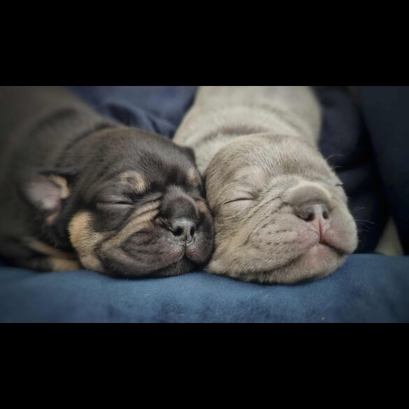 French Bulldog