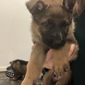 German Shepherd (Alsatian)