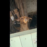Labrador Retriever