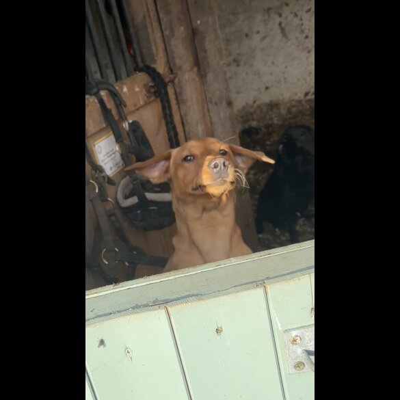Labrador Retriever