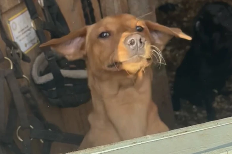 Labrador Retriever