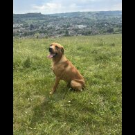 Labrador Retriever