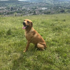 Labrador Retriever