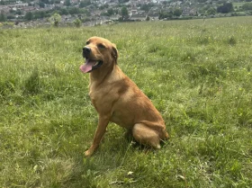 Labrador Retriever