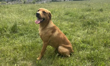 Labrador Retriever