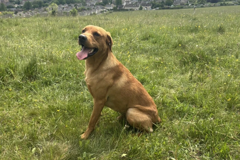 Labrador Retriever