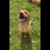 Labrador Retriever