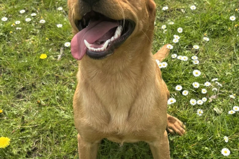Labrador Retriever