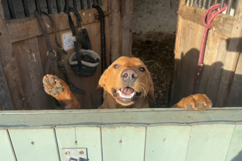 Labrador Retriever