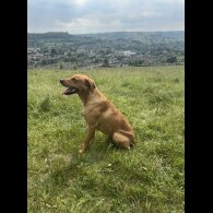 Labrador Retriever