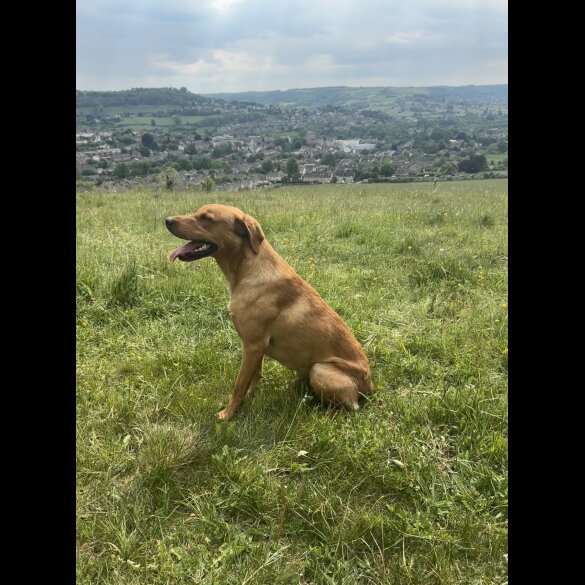 Labrador Retriever
