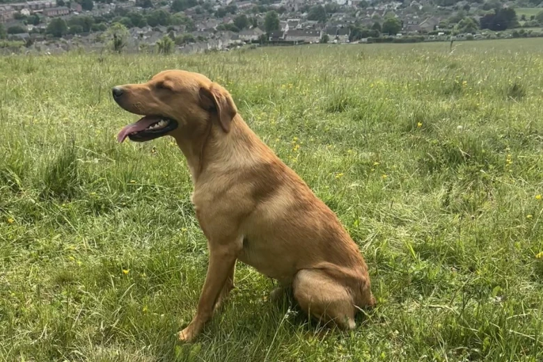 Labrador Retriever
