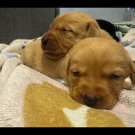 Labrador Retriever