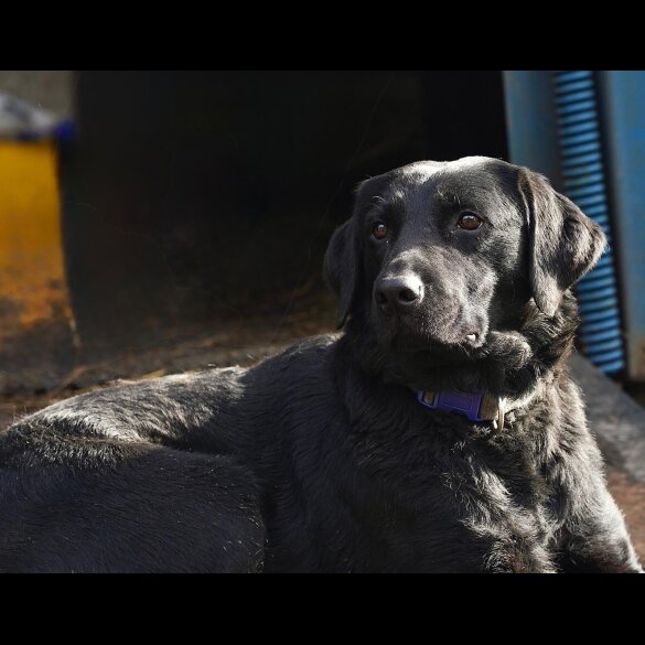 Labrador Retriever