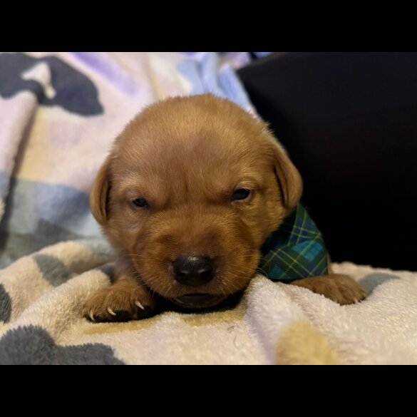 Labrador Retriever
