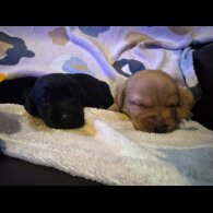 Labrador Retriever