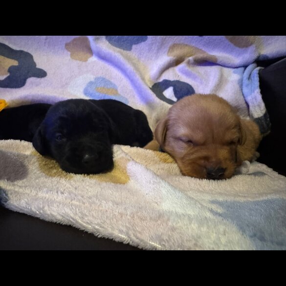 Labrador Retriever