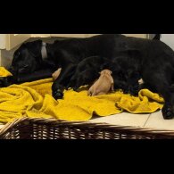 Labrador Retriever
