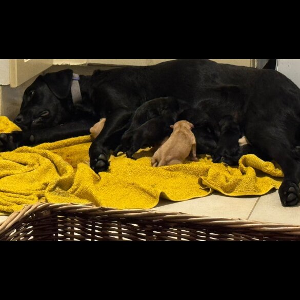Labrador Retriever