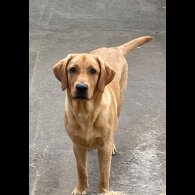 Labrador Retriever