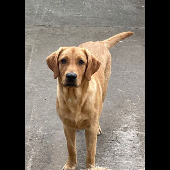 Labrador Retriever