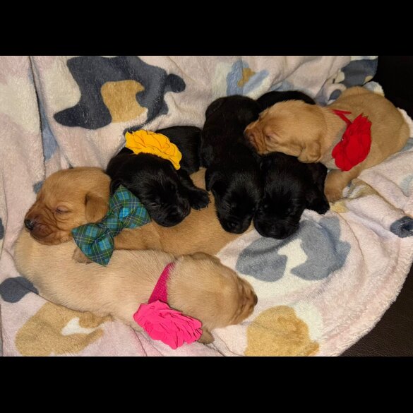 Labrador Retriever