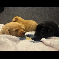 Labrador Retriever