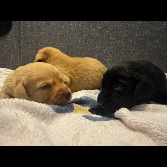 Labrador Retriever