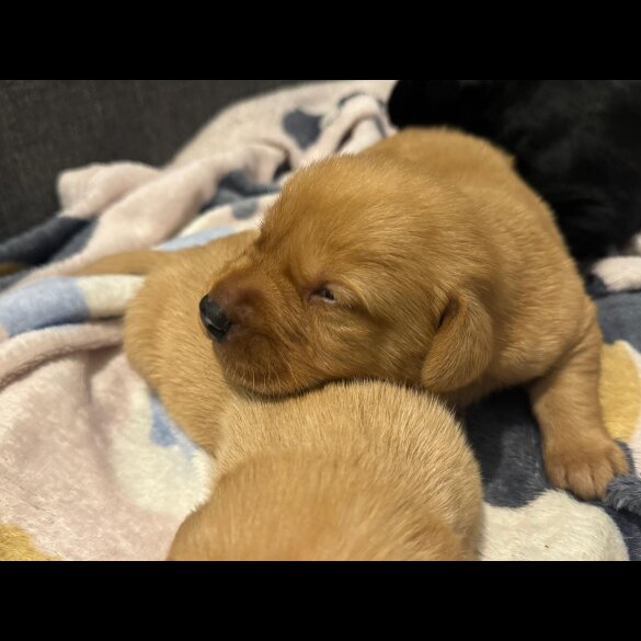 Labrador Retriever