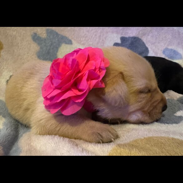 Labrador Retriever