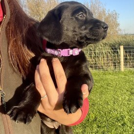 Labrador Retriever