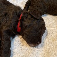 Miniature Poodle