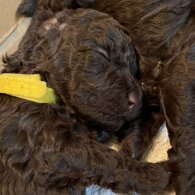 Miniature Poodle