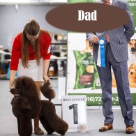 Miniature Poodle