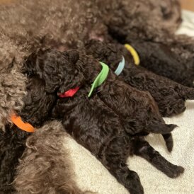 Miniature Poodle
