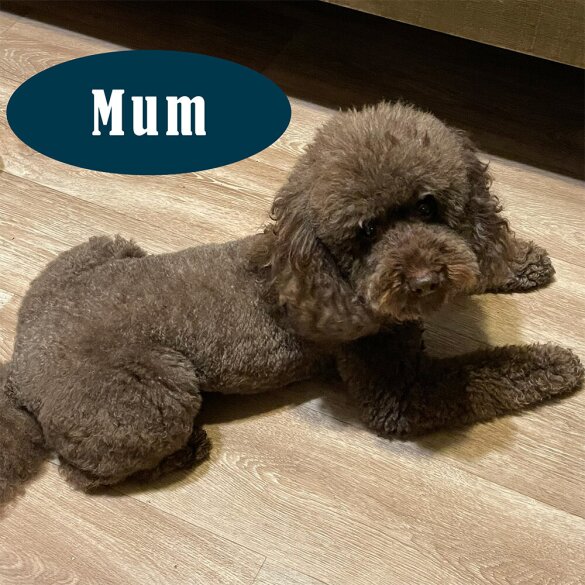 Miniature Poodle