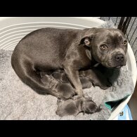 Staffordshire Bull Terrier