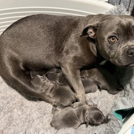 Staffordshire Bull Terrier