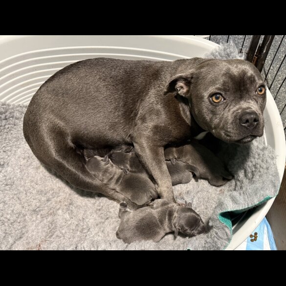 Staffordshire Bull Terrier