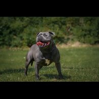Staffordshire Bull Terrier