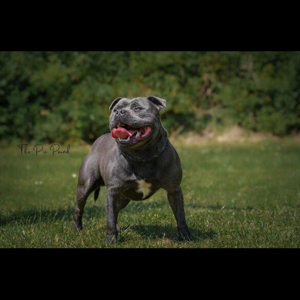 Staffordshire Bull Terrier