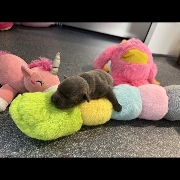 Staffordshire Bull Terrier