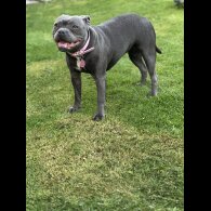 Staffordshire Bull Terrier